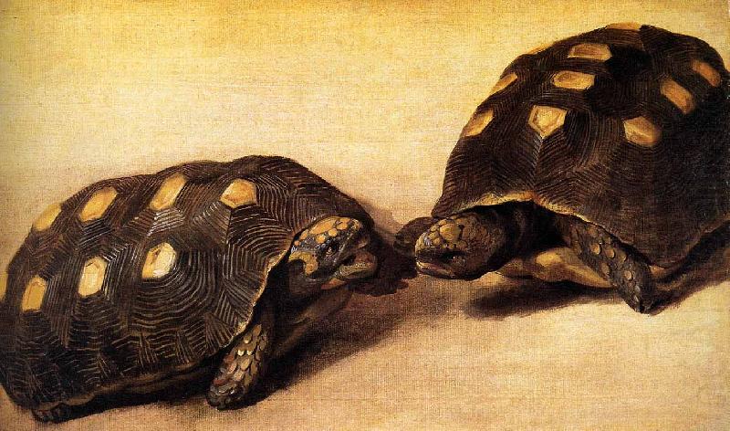 Albert Eckhout Two dueling tortoises china oil painting image